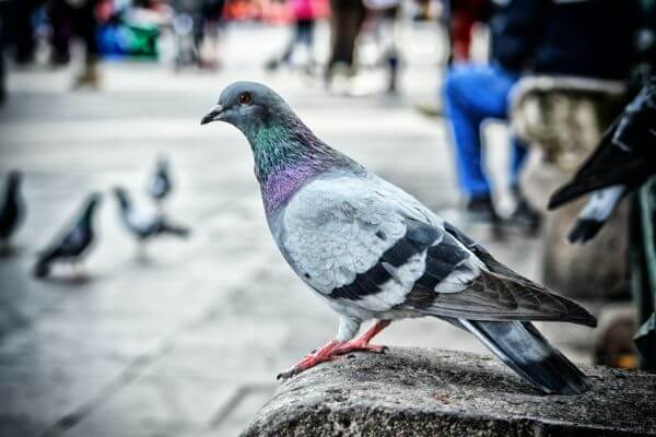 PEST CONTROL BERKHAMSTED, Hertfordshire. Services: Pigeon Pest Control. Choose our pigeon pest control services for safe removal of these birds.